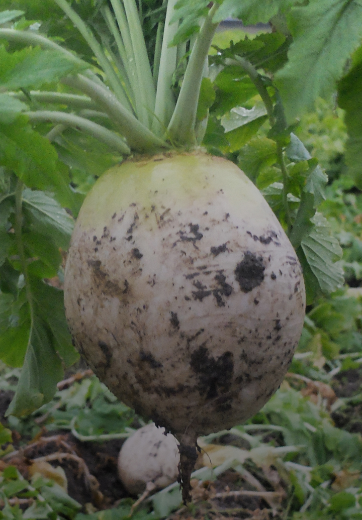 Maru Daikon