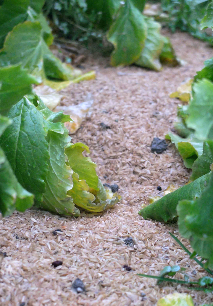 Maru Daikon