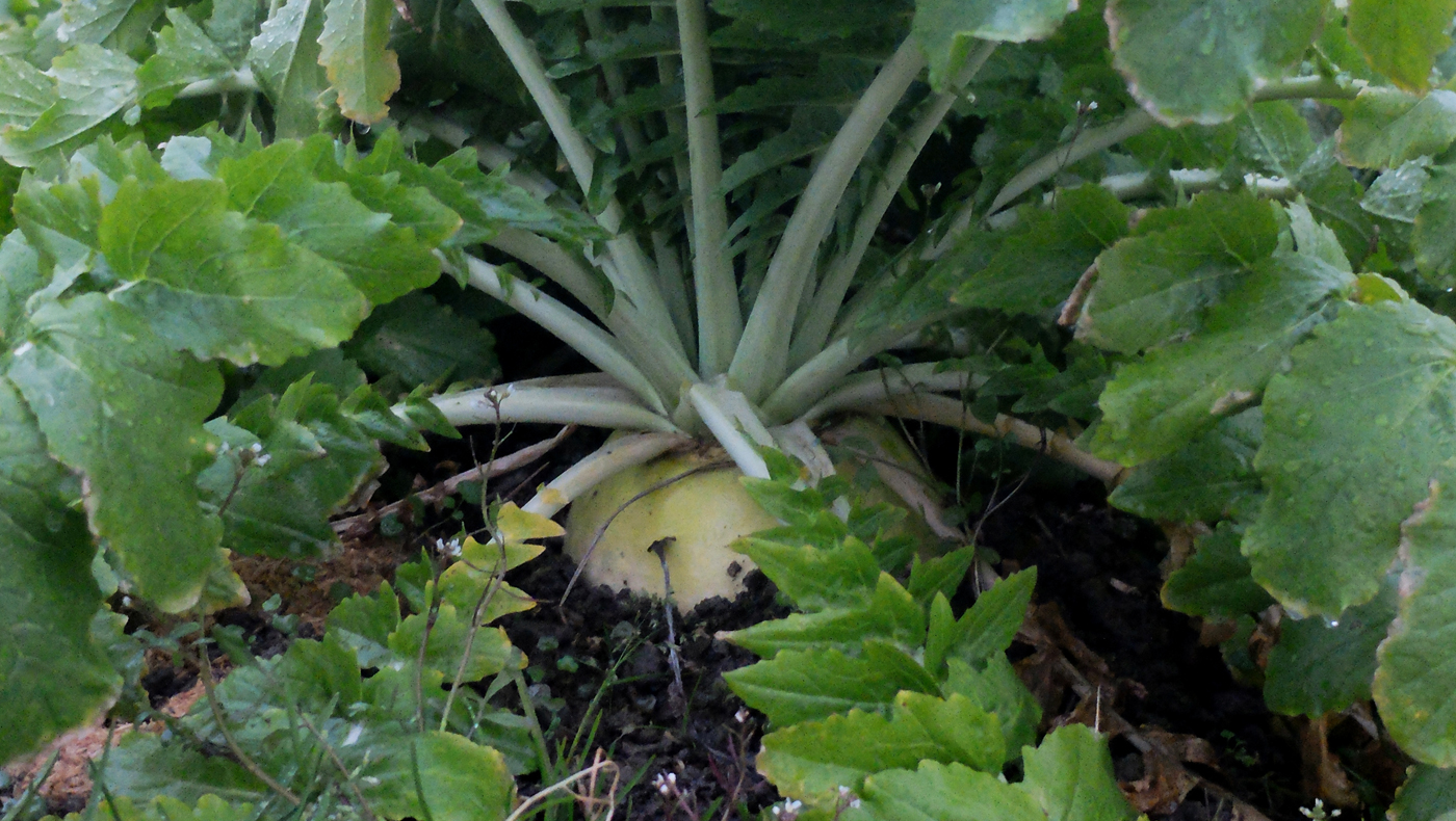 Maru Daikon