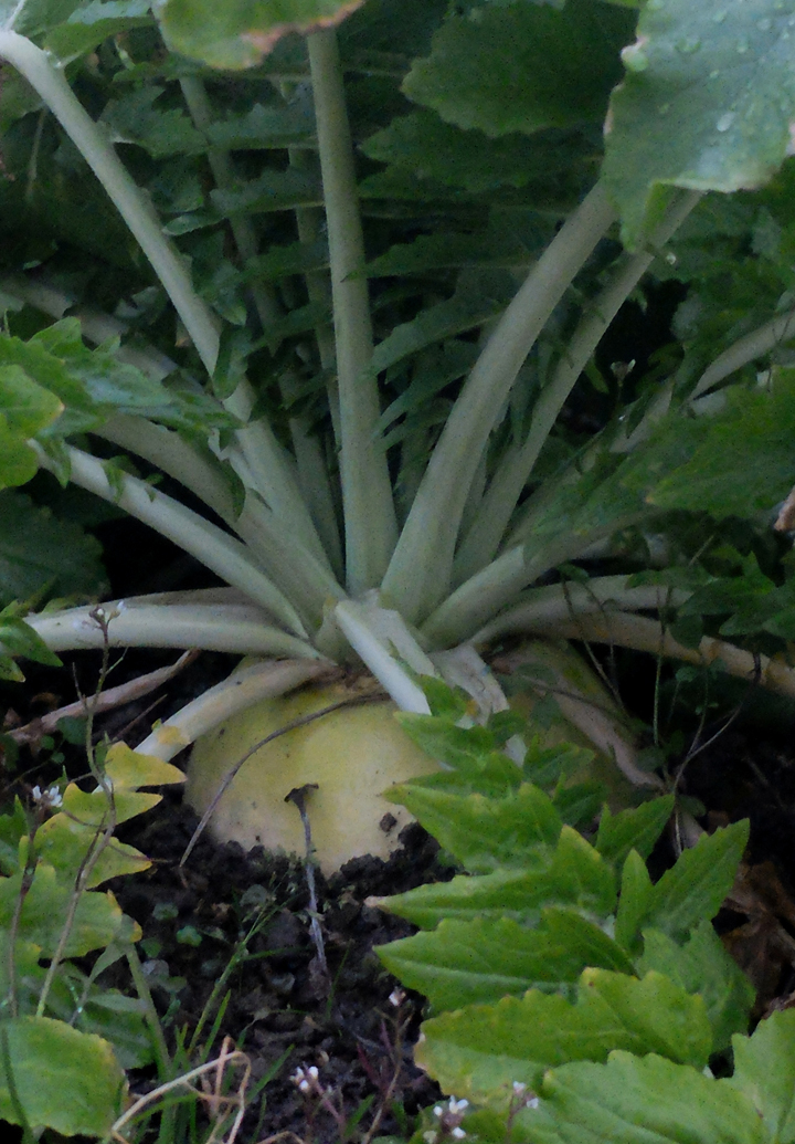 Maru Daikon