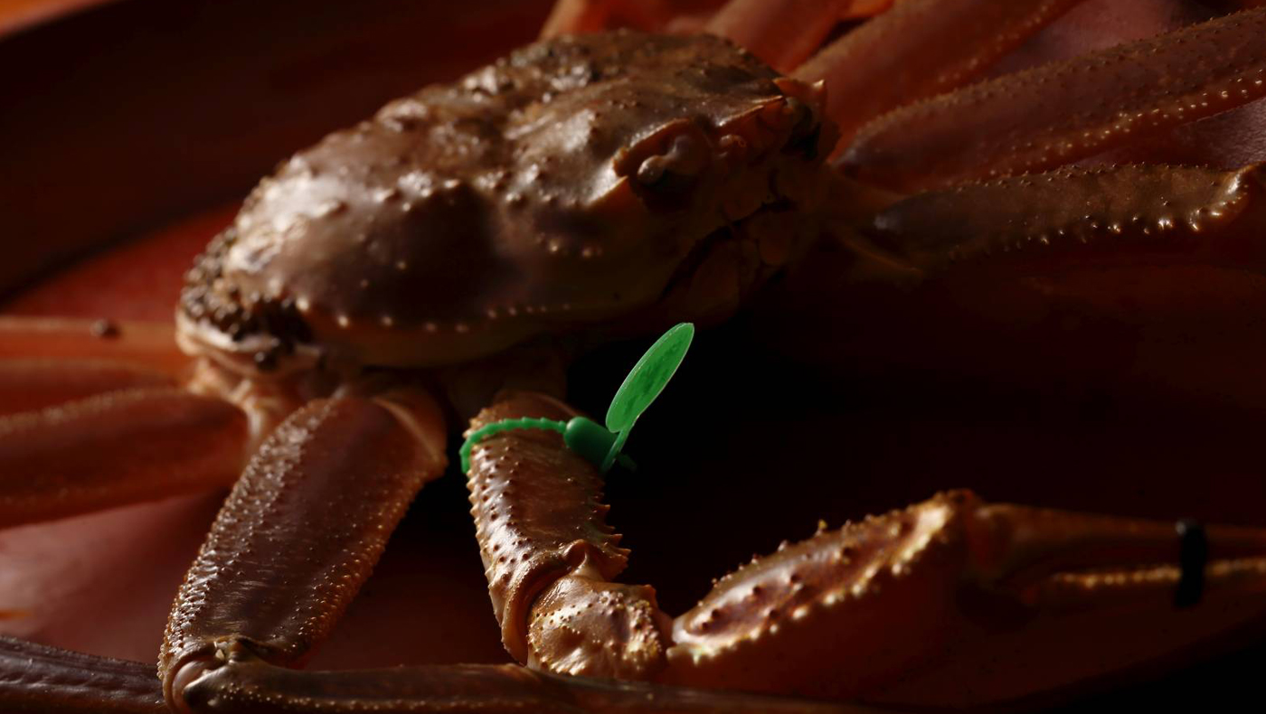 Crab in the lingering winter