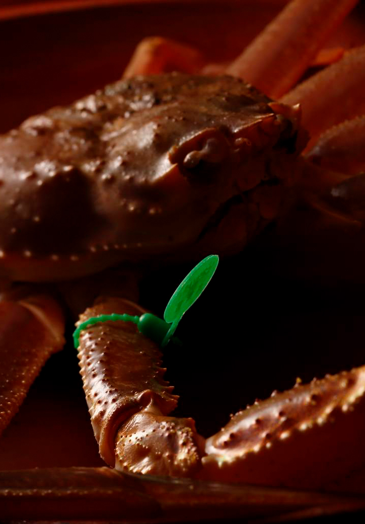 Crab in the lingering winter