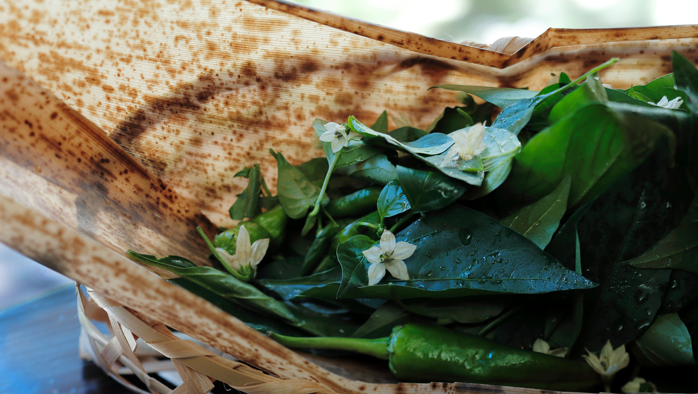 Chili Pepper Leaves